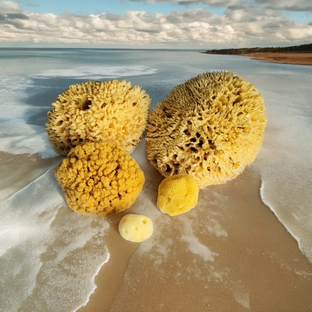 Now Available! Natural Sea Sponges Makeup Application Sponge (1) - Picture 3 of 9